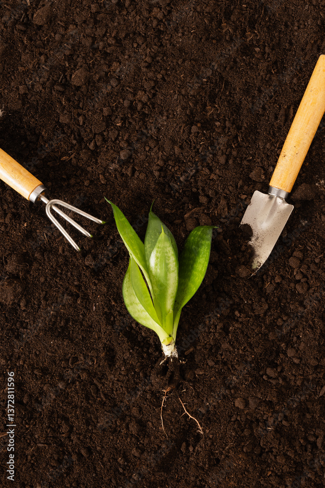 Garden hand cultivator and planting flower on soil. Season gardening and work. Hand rakes. Hobby.