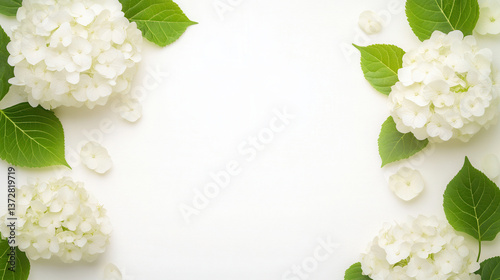 Fresh Hydrangea paniculata inflorescence with green leaves displayed on driftwood against a clean white background for floral designs..flyer, banner background for text, floral. copy space