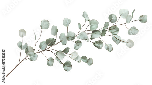 Isolated Spring Flowers and Botanical Elements – Realistic Floral Cutouts on White Background