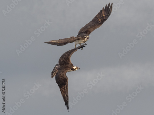 Two Ospreys in flight in an aerial dispute