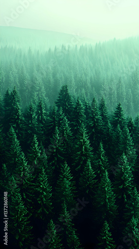 Forested landscape filled with dense evergreen trees the forest fades into mist as trees are stretching to the hazy sk