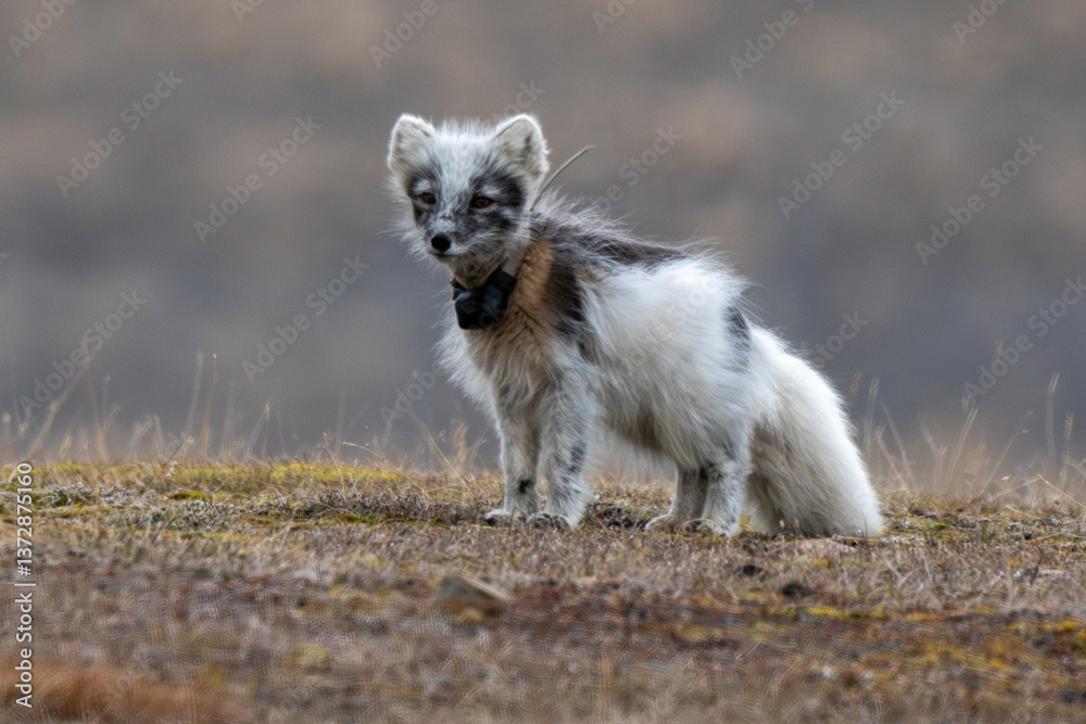 Fototapeta premium Renard polaire, Vulpes lagopus, Spitzberg, Svalbard, Norvège