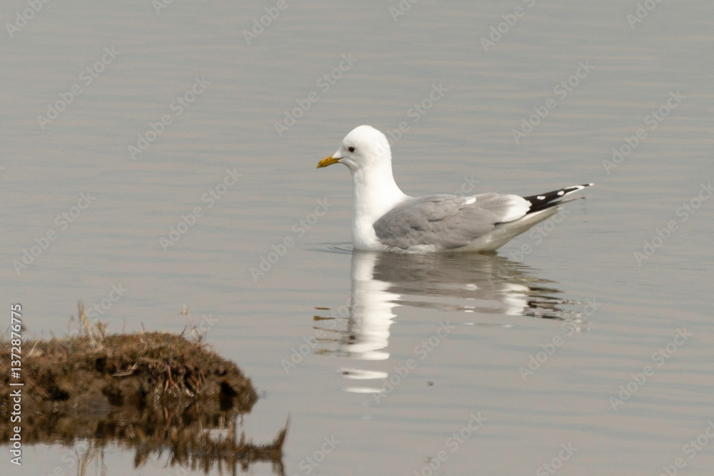 Goéland brun,.Larus fuscus, Lesser Black backed Gull Goéland brun,.Larus fuscus, Lesser Black backed Gull