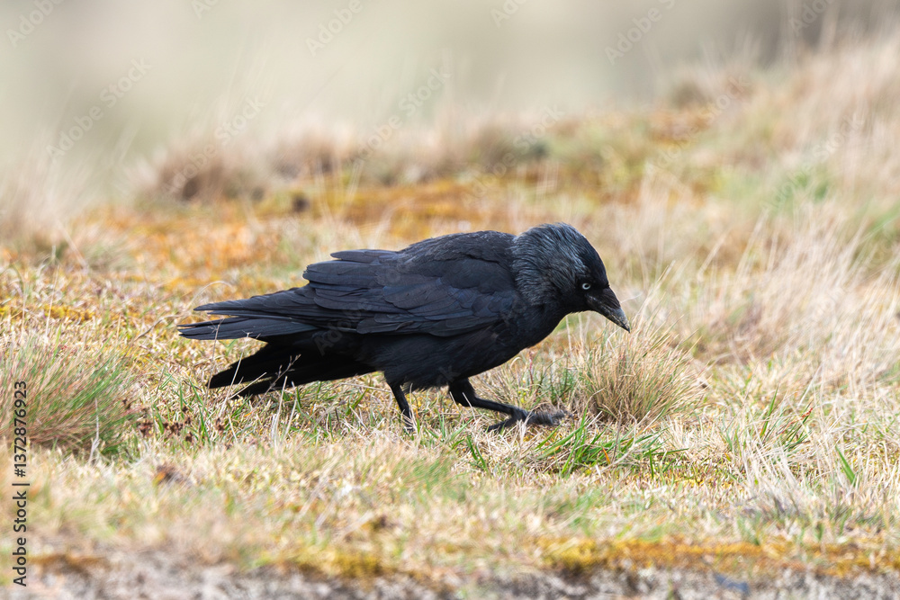 Fototapeta premium Choucas des tours,.Coloeus monedula , Western Jackdaw