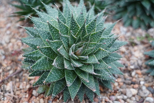 Aloe vera is a well-known succulent plant belonging to the Asphodelaceae family, prized for its medicinal and cosmetic uses, as well as its ornamental value. Native to North Africa, it has become a co