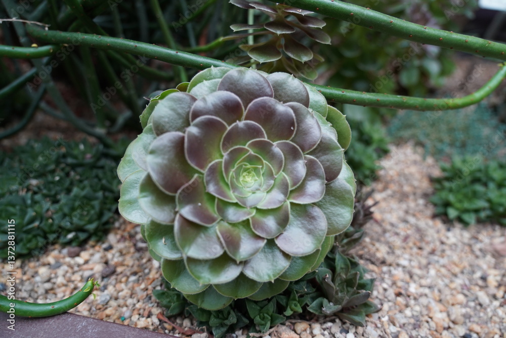Fototapeta premium Aeonium arboreum, commonly known as the Tree Aeonium or Greenovia, is a striking succulent in the Crassulaceae family, native to the Canary Islands and parts of North Africa.