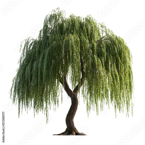 Weeping Willow Tree Isolated on Transparent Background