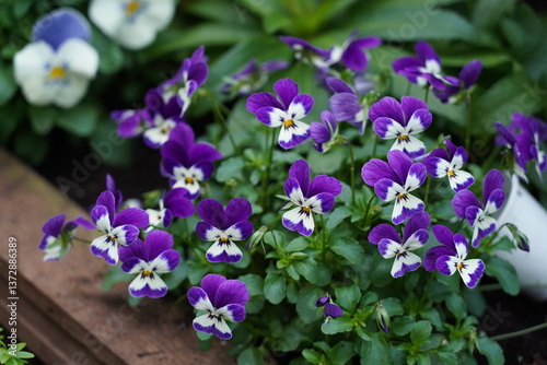 The wild pansy (Viola tricolor), also known as heartsease, Johnny Jump-up, or love-in-idleness, is a small, delicate flowering plant native to Europe and parts of Asia.