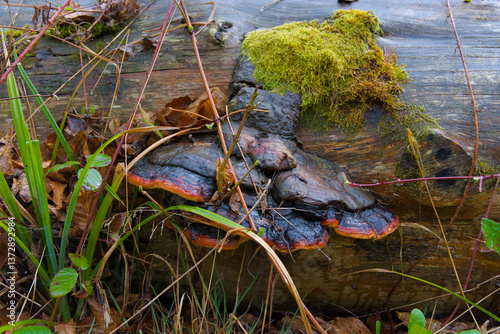 Dive into the beauty of nature’s artistry with a striking image of a huge mushroom, black-capped with vivid red accents, growing on a fallen tree. An earthy, vibrant visual full of wonder and contrast