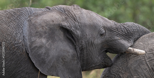 Elephants