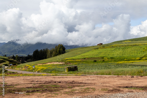 Meadow in the Andes Mountains, Peru