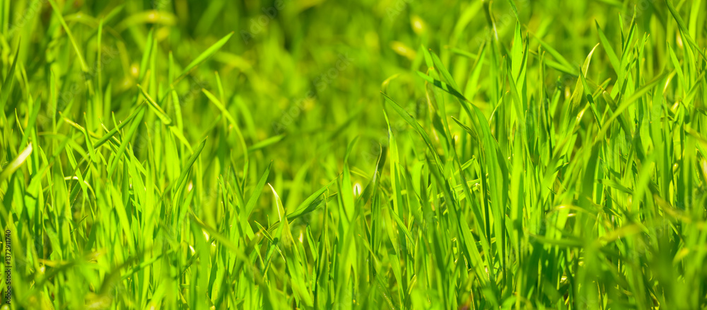 Fototapeta premium closeup green grass in the forest, spring natural background