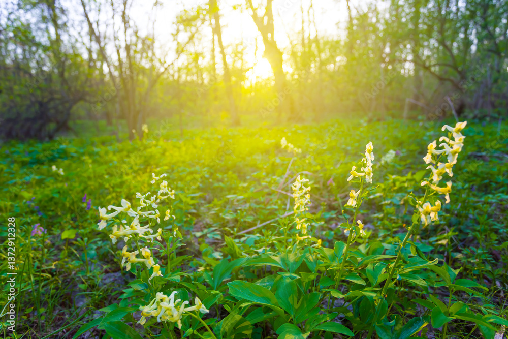 Fototapeta premium closeup wild flowers in the forest at the sunset, spring natural background