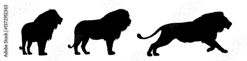 set of african lion silhouettes - vector illustration