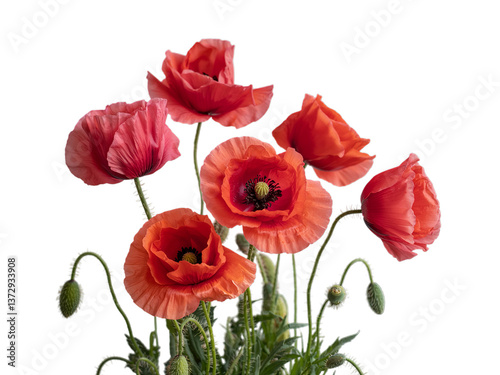 Red poppies symbolizing Anzac Day, Remembrance Day, Memorial Day, and Veterans Day, isolated on transparent background photo