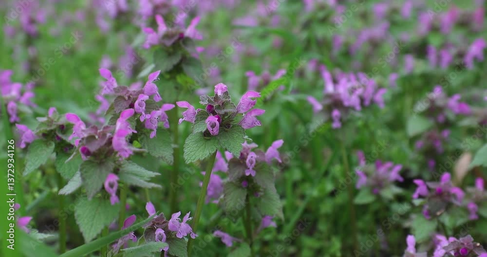 Closeup slow 4k movie of blossoming red dead nettle, Lamium purpureum filed in a sunny day, close-up with selective focus. Closeup slow 4k movie of blossoming red dead nettle, Lamium purpureum filed in a sunny day, close-up with selective focus.