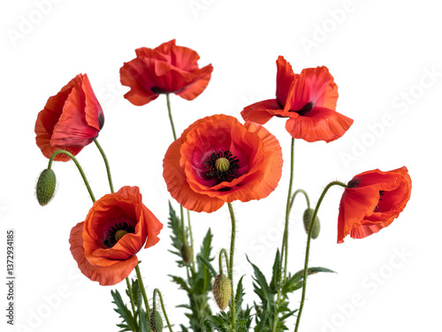 Red poppies symbolizing Anzac Day, Remembrance Day, Memorial Day, and Veterans Day photo