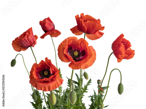 Red poppies symbolizing Anzac Day, Remembrance Day, Memorial Day, and Veterans Day photo