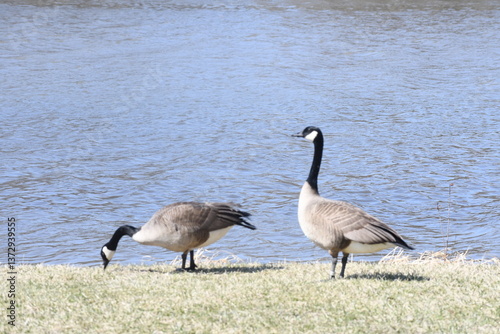 geese on the river 