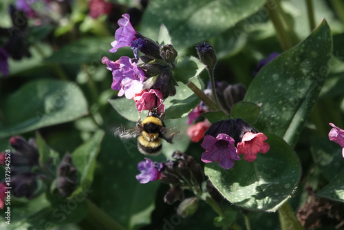 A Garden Bumblebee (Bombus hortorum) feeding on lungwort flowers
