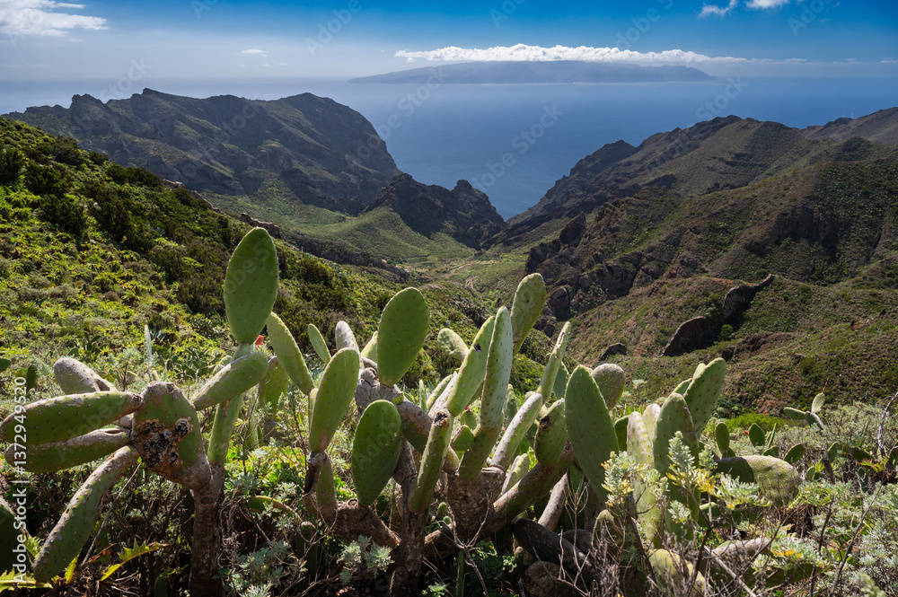 Cacti and Masca Gorge in the distance the island of La Gomera, Tenerife.