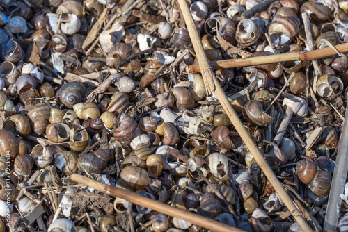 Εκτύπωση καμβά Many brown striped river snail shells on water shore