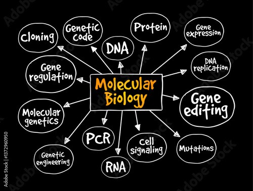 Molecular Biology - branch of biology that studies the molecular basis of biological activity, mind map text concept background