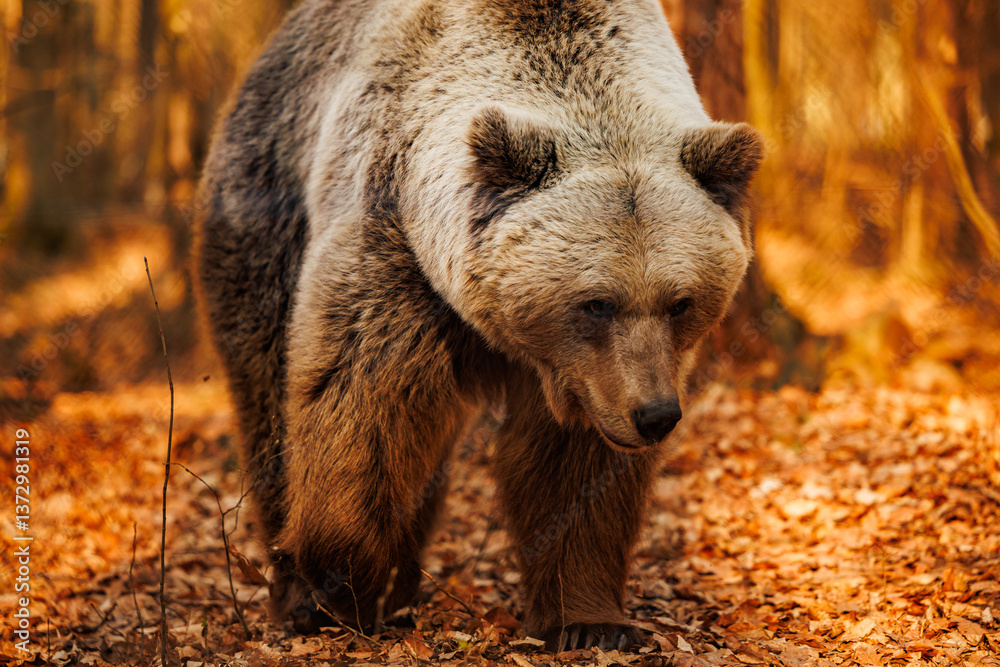 Fototapeta premium Brown bear. Wildlife. Wild animals. Fauna.
