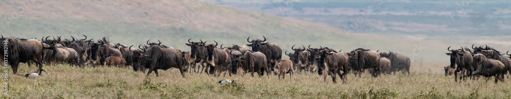 Wildebeest Wildebeest