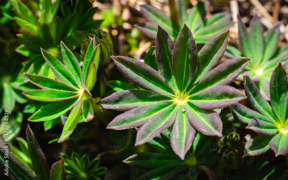 Fototapeta premium A young lupine sprout