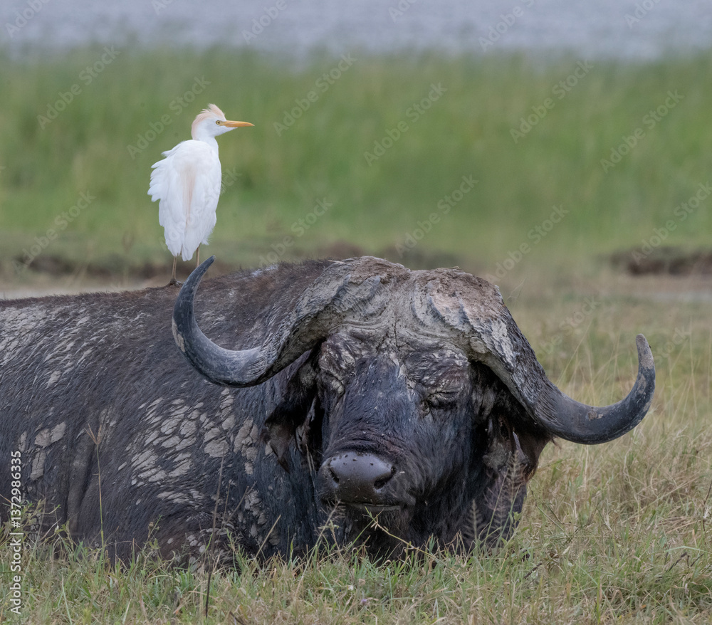 Obraz premium Cape Buffalo and Egret