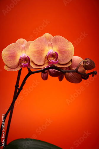 Wallpaper Mural Orange orchid on orange background Torontodigital.ca