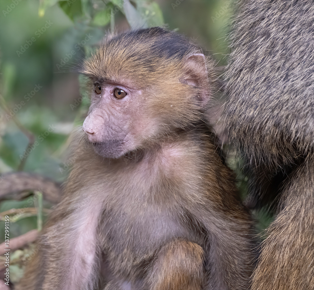 Fototapeta premium Baboon