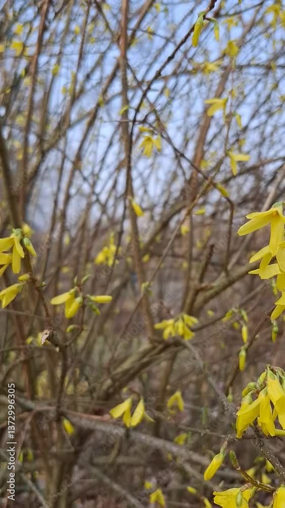 Spring forsythia blossom in the park.