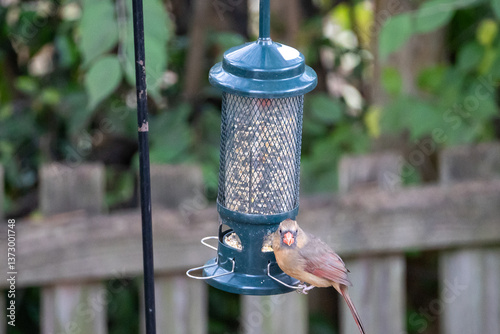 bird on a feeder photo