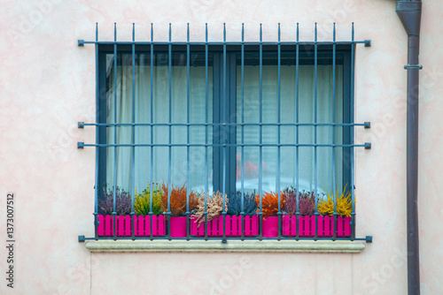 The window with a metal fence, behind which several flowers rest on the sill. These flowers, planted in jars, create a sense of coziness and bring joy to people passing by such windows