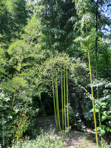 Green bamboo garden in the sunlight