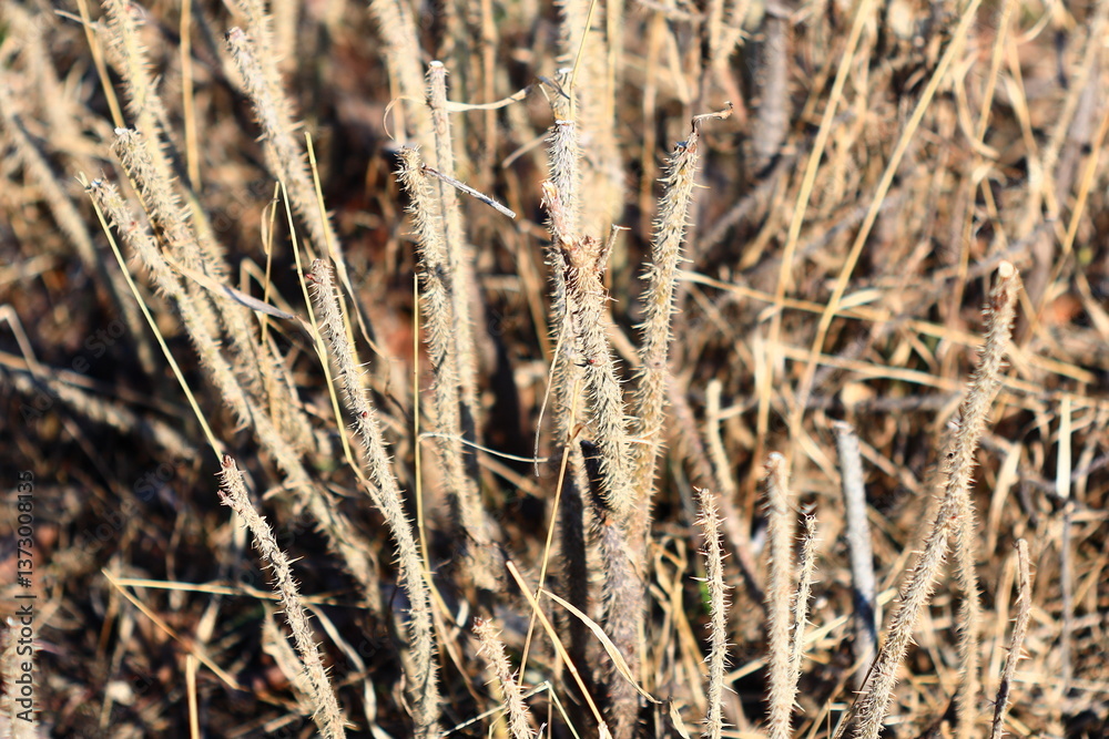 Fototapeta premium A close-up shot of a compact bundle of dry grass, suitable for use in illustrations about nature, environment, or agriculture.