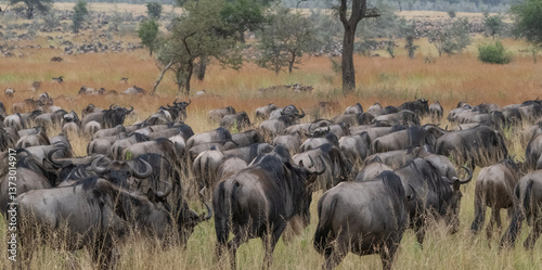 Plakat w ramie Wildebeest Great Migration