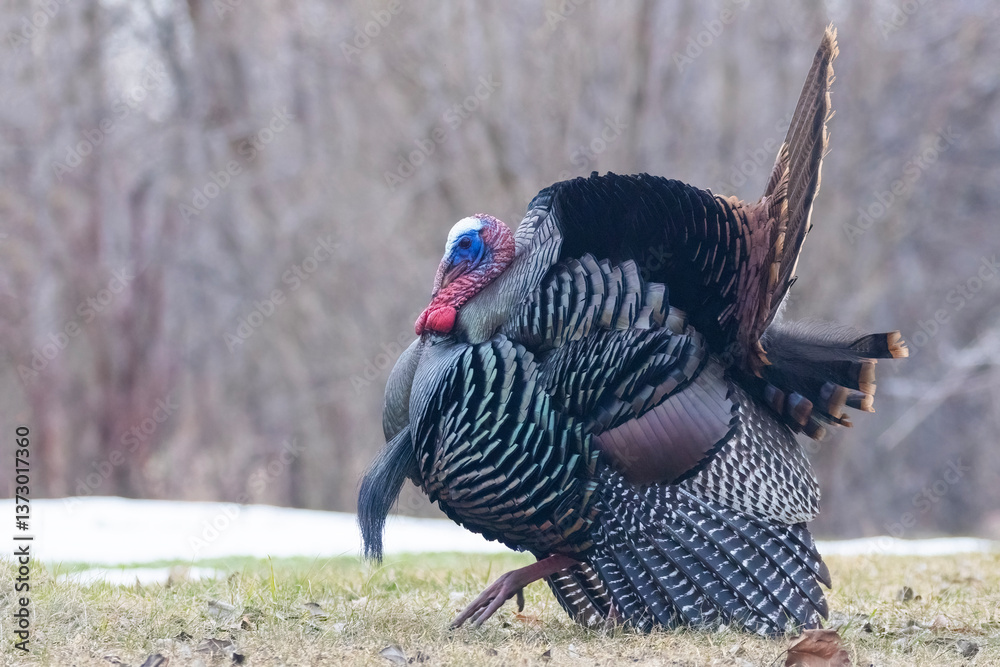Male Wild Turkey (Meleagris gallopavo) parade