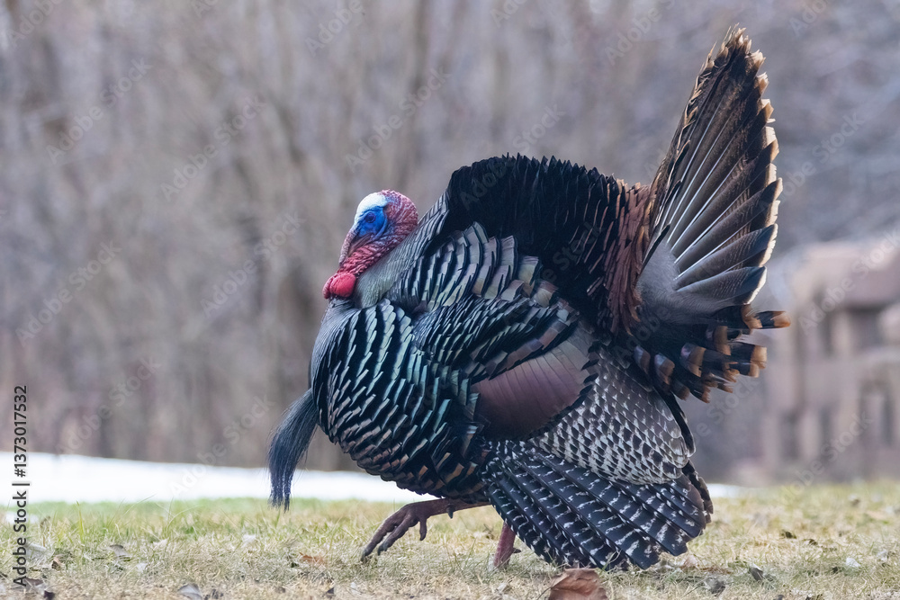Male Wild Turkey (Meleagris gallopavo) parade