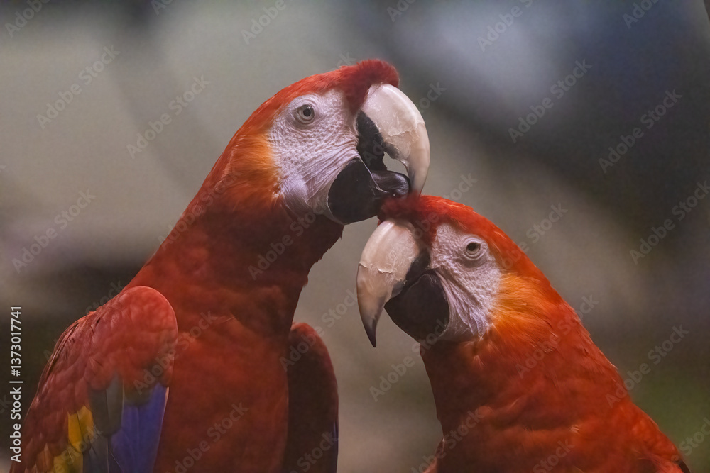 Pair of scarlet macaw (Ara macao)