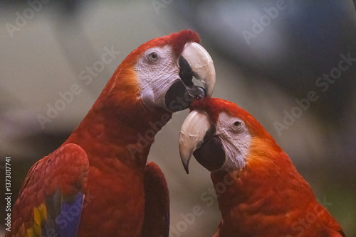 Obraz na płótnie Pair of scarlet macaw (Ara macao) w salonie