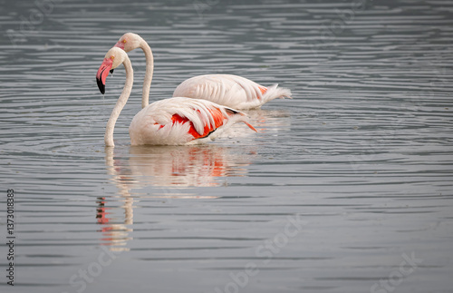 Flamingo Reflection