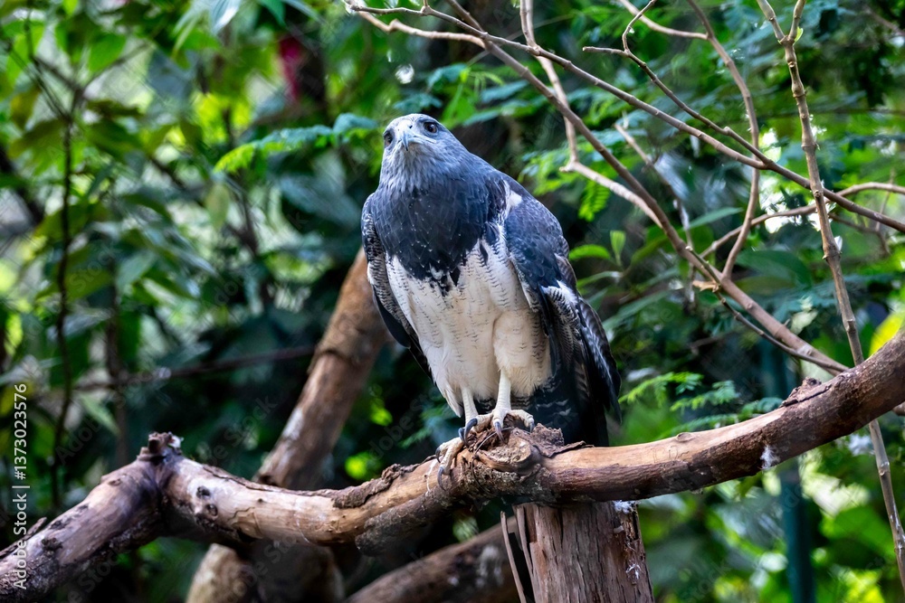 Typical Brazilian white-tailed hawk in its natural environment Typical Brazilian white-tailed hawk in its natural environment