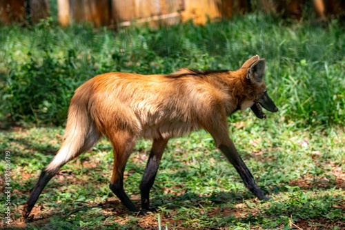Typical and rare Brazilian maned wolf in selective focus in natural environment