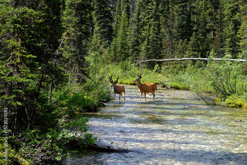 deer in the forest, Canadian Rockies, The river in the forest, Mule deer, Nature
