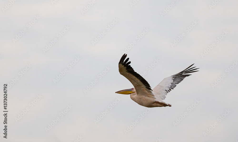 White Pelican with Yellow Bill White Pelican with Yellow Bill