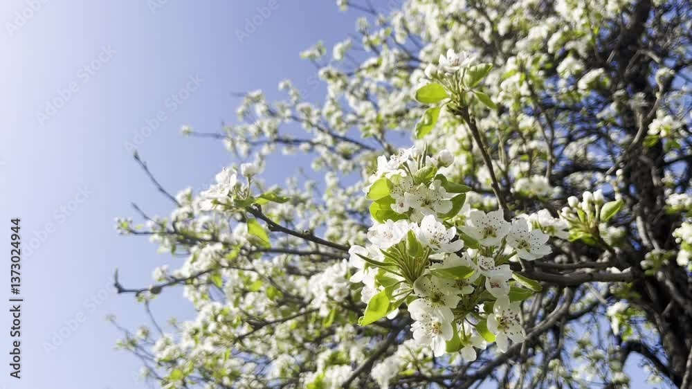 White blossoms on tree branches in sunlight. White blossoms on tree branches in sunlight.