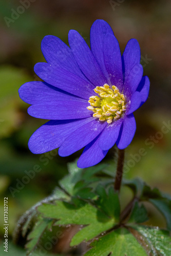 blue and yellow flower